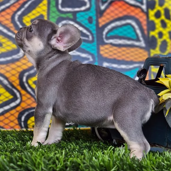 regalo cuccioli di cane a bulldog francese