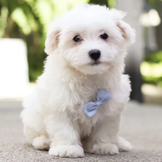 maltese cuccioli in adozione gratuiti ( regalo)