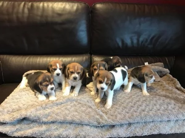 regalo beagle in adozione whatsapp (0034631427630 )