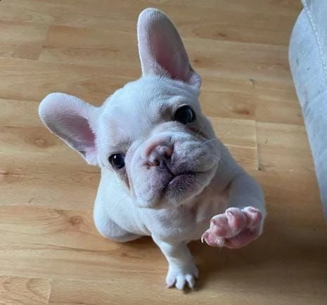 regalo bulldog francese in adozione whatsapp (0034631427630 ) | Foto 0