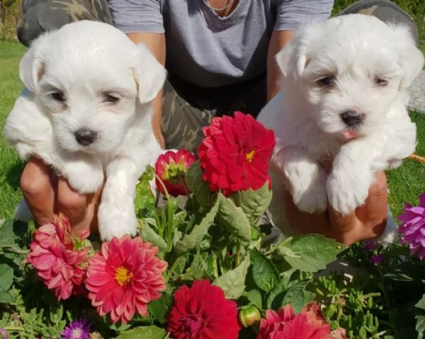 regalo maltes in adozione whatsapp (0034631427630) | Foto 1