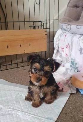 regala yorkie in adozione whatsapp ( 0034631427630 )