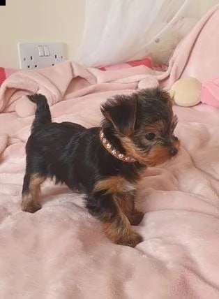 regala yorkie in adozione whatsapp ( 0034631427630 ) | Foto 1