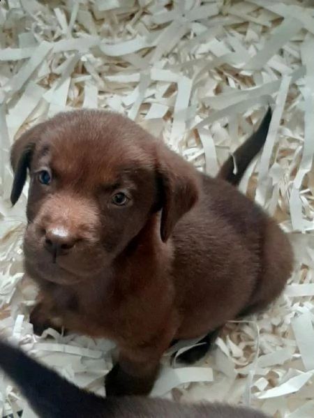 regalo labrador in adozione whatsapp ( 0034631427630 ) | Foto 2