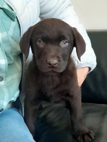 regalo labrador in adozione whatsapp ( 0034631427630 ) | Foto 1