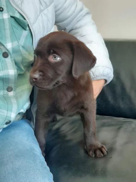 regalo labrador in adozione whatsapp ( 0034631427630 ) | Foto 0