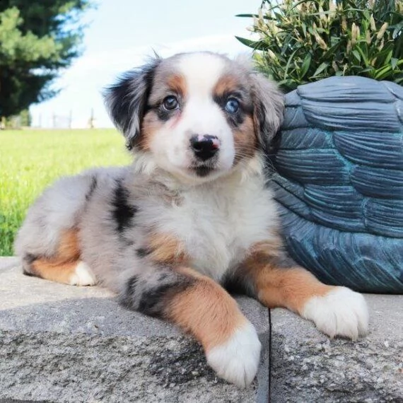 regalo adorabili cuccioli pastore australiano femminucce e maschietti 