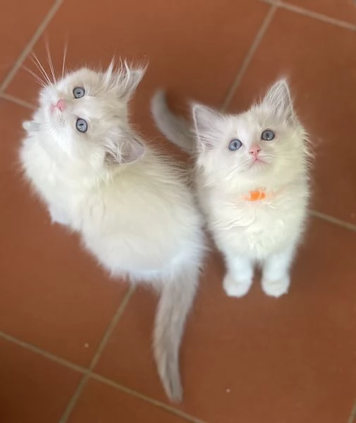 Cuccioli Ragdoll con Pedigree | Allevamento Blue Lions | Foto 5