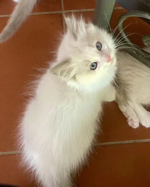 Cuccioli Ragdoll con Pedigree | Allevamento Blue Lions | Foto 4