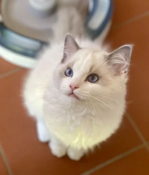 Cuccioli Ragdoll con Pedigree | Allevamento Blue Lions | Foto 3