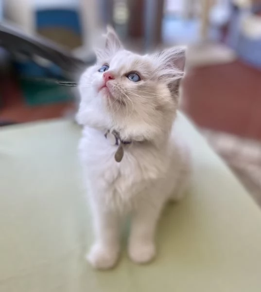 Cuccioli Ragdoll con Pedigree | Allevamento Blue Lions | Foto 2