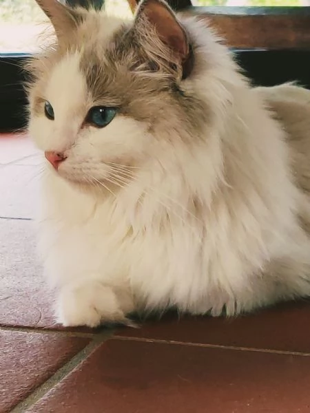 Cuccioli Ragdoll con Pedigree | Allevamento Blue Lions | Foto 1