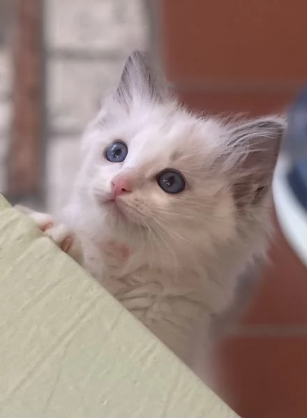 Cuccioli Ragdoll con Pedigree | Allevamento Blue Lions