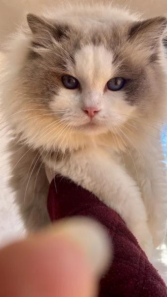 Cuccioli Ragdoll con Pedigree | Allevamento Blue Lions | Foto 0