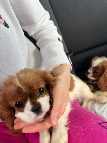 cucciolo cuccioli con pedigree enci | Foto 1