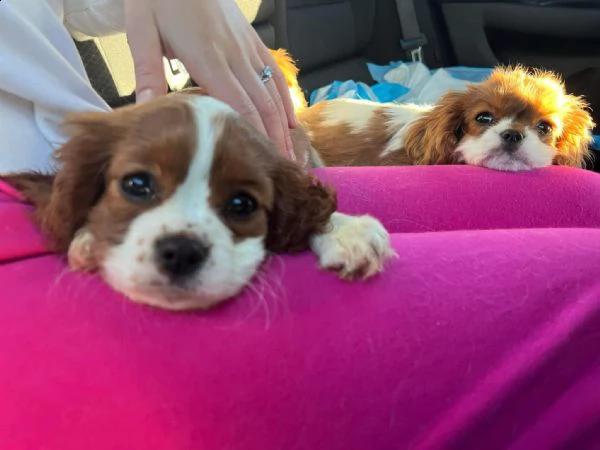 cucciolo cuccioli con pedigree enci