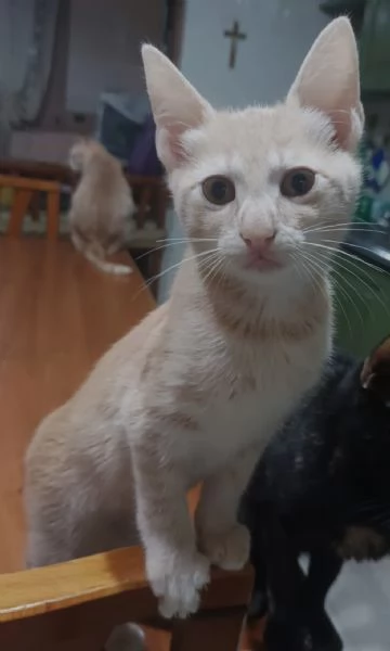 Gattini in adozione | Foto 3