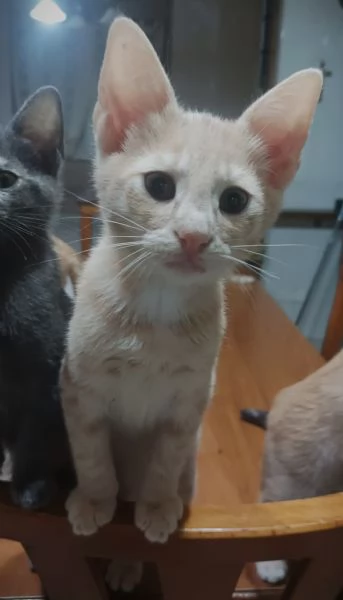 Gattini in adozione | Foto 2