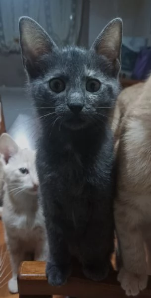 Gattini in adozione | Foto 1