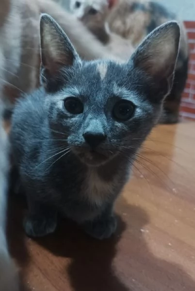 Gattini in adozione | Foto 0