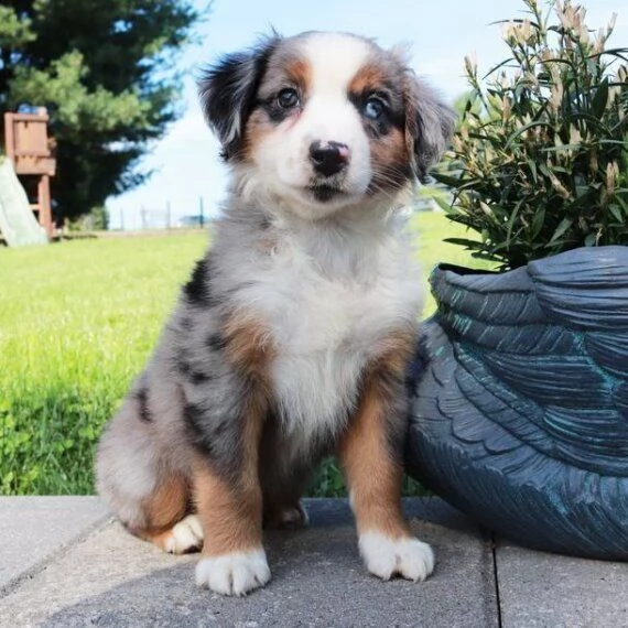 regalo adorabili cuccioli pastore australiano femminucce e maschietti 