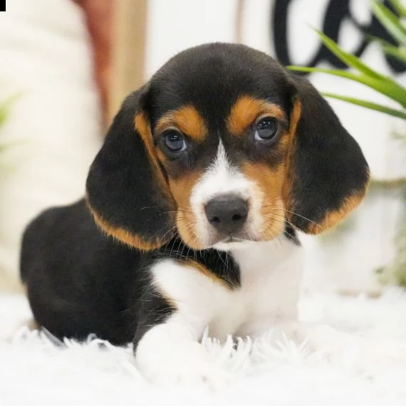 regalo cuccioli di beagle 