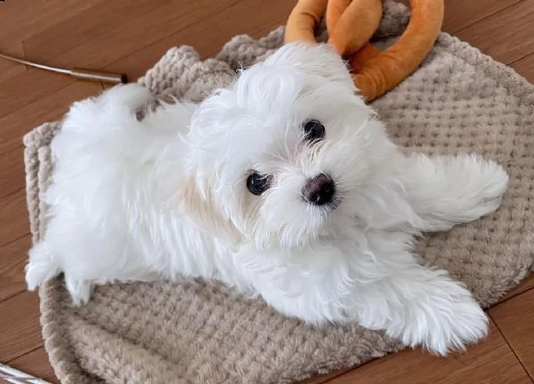 maltesi coreani