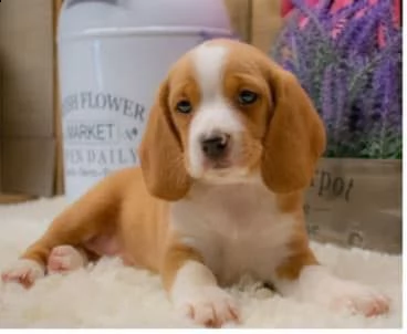 regalo cuccioli dolce e bella beagle stiamo dando questi nostri cuccioli sani maschi e femmine in un | Foto 0