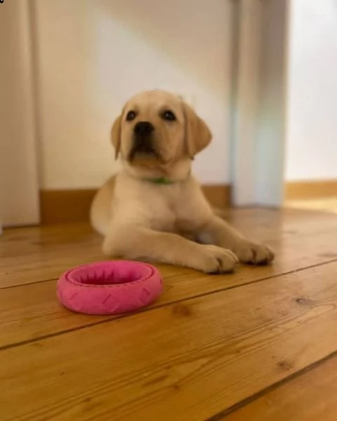 regalo cuccioli labrador bellissimi cuccioli di labrador di prima scelta in pronta consegna microcip | Foto 0