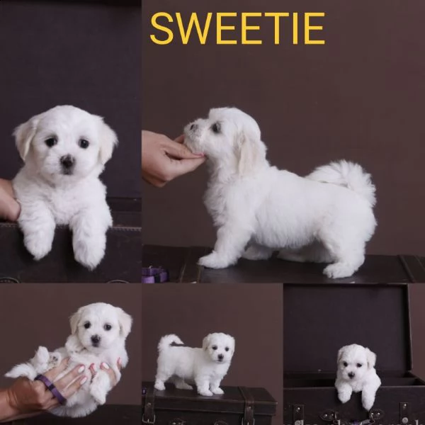bella maltese in offerta di adozione | Foto 1