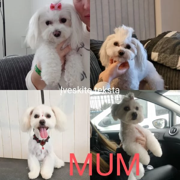 bella maltese in offerta di adozione | Foto 0