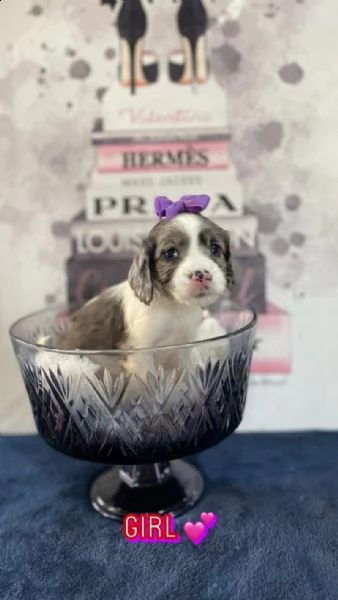 splendidi cocker spaniel