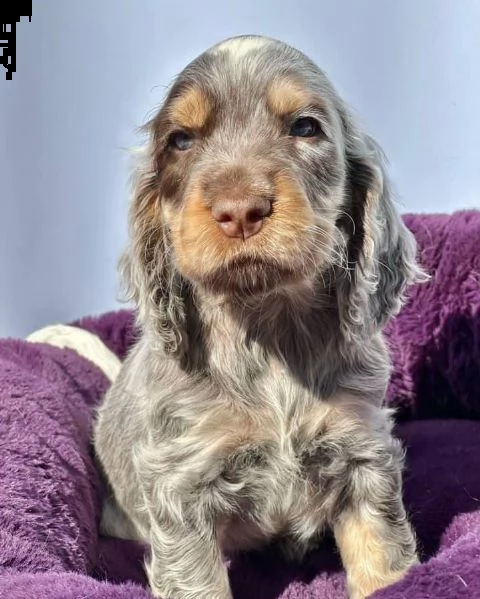 regalo cuccioli cocker spaniel 1 maschio e 2 femmine .i cuccioli verranno con pedigree, microchip, v