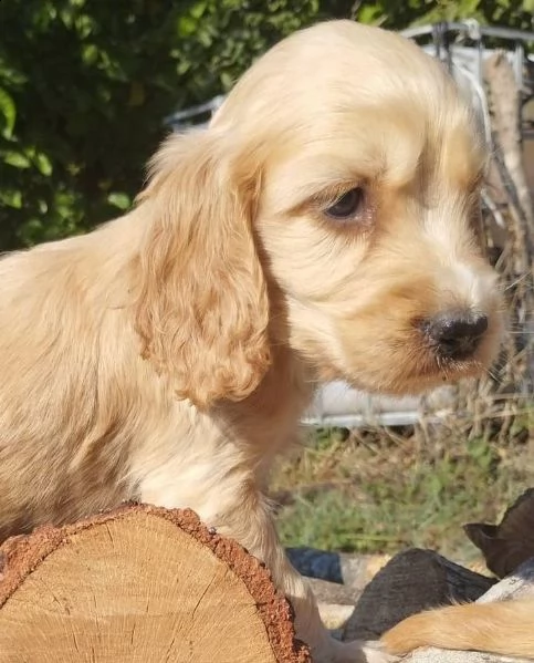 regalo cuccioli cocker spaniel 1 maschio e 2 femmine .i cuccioli verranno con pedigree, microchip, v | Foto 0