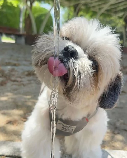 regalo cuccioli shih tzu avente : primi vaccini, passaporto, libretto sanitario, microchip. possibil