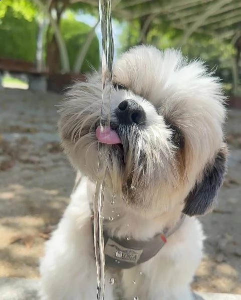 regalo cuccioli shih tzu avente : primi vaccini, passaporto, libretto sanitario, microchip. possibil | Foto 1