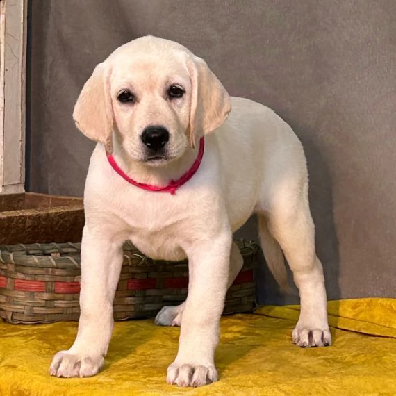 regalo bellissimi cuccioli di labrador fantastici cuccioli di labrador con libretto sanitario primo 