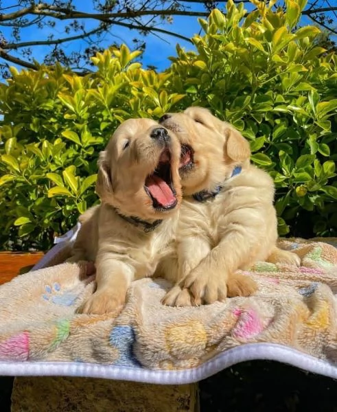 regalo cuccioli di golden retriver disponibili bellissimi cuccioli di golden taglia standard mantell | Foto 0