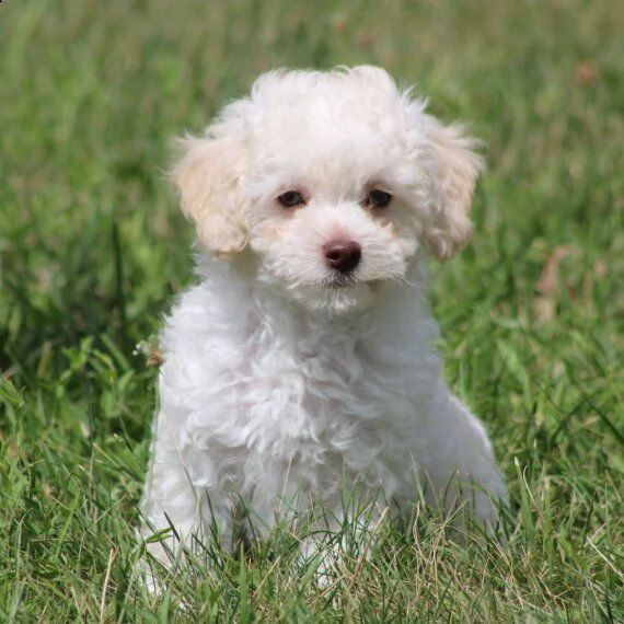 regalo abbiamo cuccioli di barboncino sono barboncino di dimensioni standard . sono registrati akc.  | Foto 1