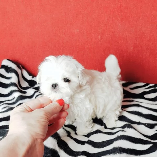 cuccioli maltesi maschio e femmina