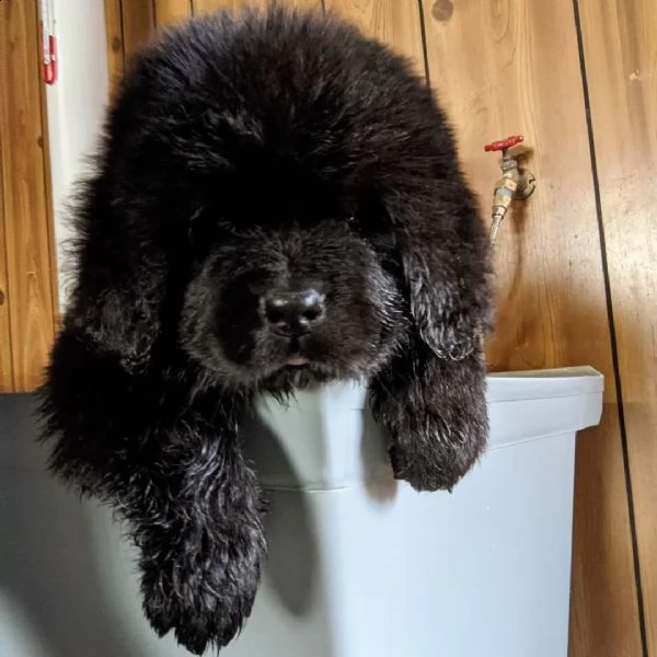 cuccioli di terranova