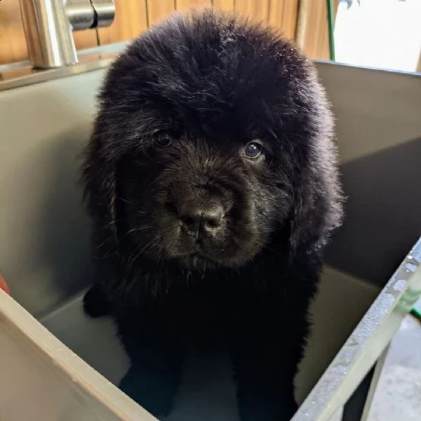 cuccioli di terranova | Foto 2