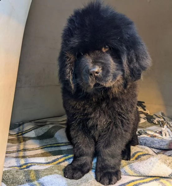 cuccioli di terranova | Foto 1