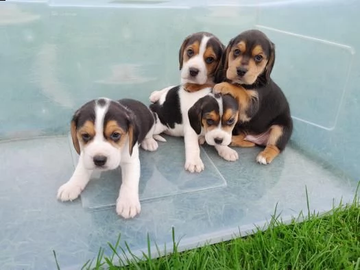 cuccioli di beagle