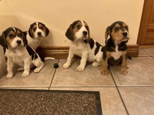 cuccioli di beagle | Foto 1