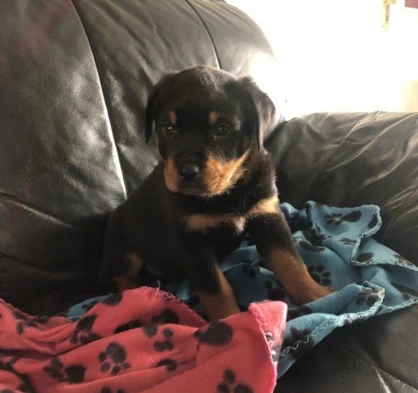 cuccioli di rottweiler | Foto 1