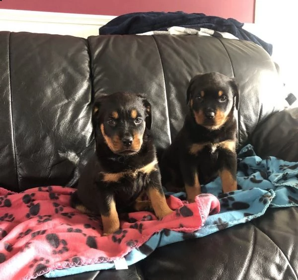 cuccioli di rottweiler | Foto 0
