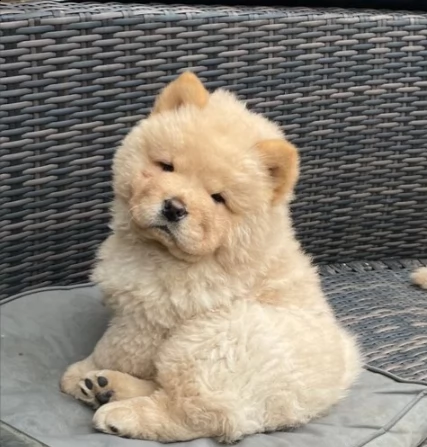   dolcissimi cuccioli di chow chow