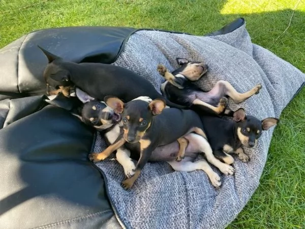 cuccioli di pinscher nano di razza pura, neri