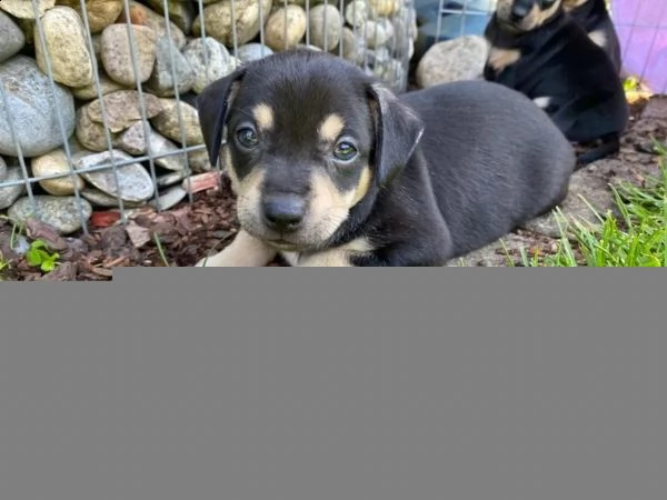 cuccioli di pinscher nano di razza pura, neri | Foto 4